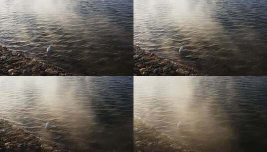 清晨雾气腾腾湖面上的白鹭高清在线视频素材下载