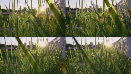 阳光下的草地高清在线视频素材下载