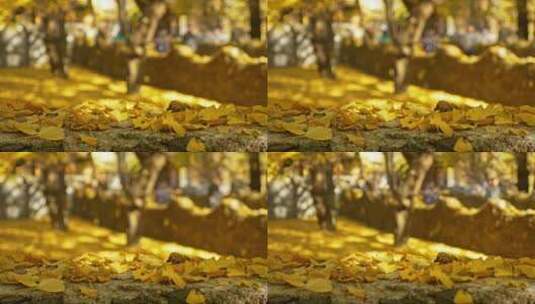 微风吹落银杏院落里的金黄叶子高清在线视频素材下载