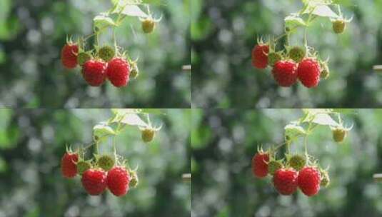 树莓随风晃动着高清在线视频素材下载
