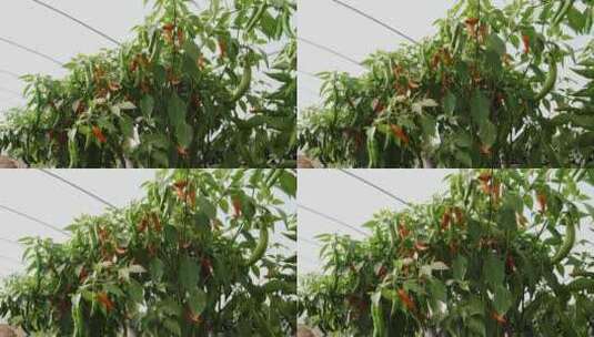 盆栽的辣椒33高清在线视频素材下载