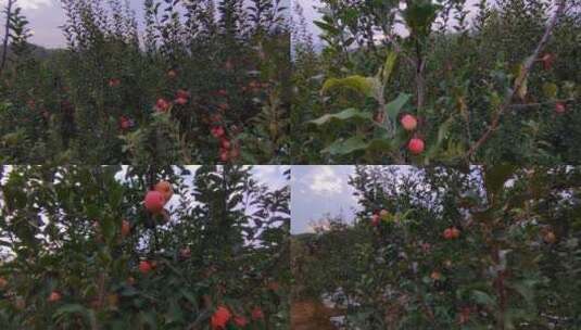 苹果熟了，果园里满树的苹果飘香高清在线视频素材下载