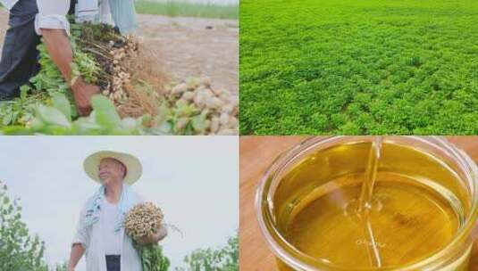 花生种植高清在线视频素材下载