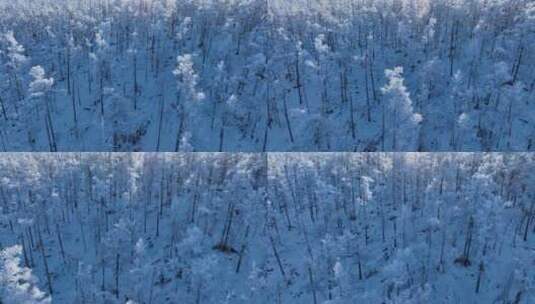 航拍林海雪原银色松林高清在线视频素材下载