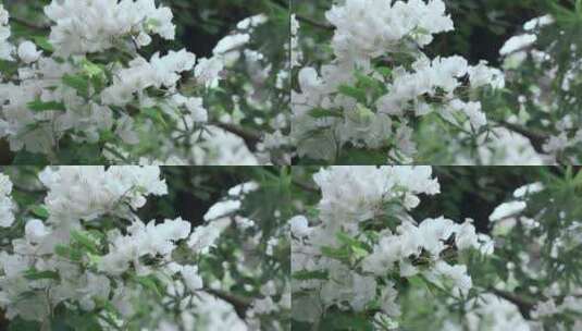 鲜花升格视频中国风花朵摇曳慢镜头高清在线视频素材下载