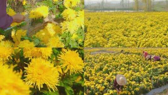 菊花产地高清在线视频素材下载