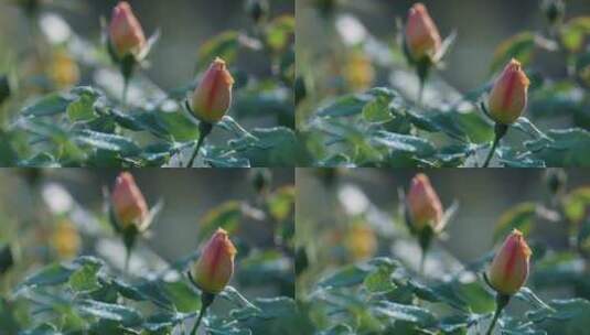 玫瑰花蕾特写镜头高清在线视频素材下载