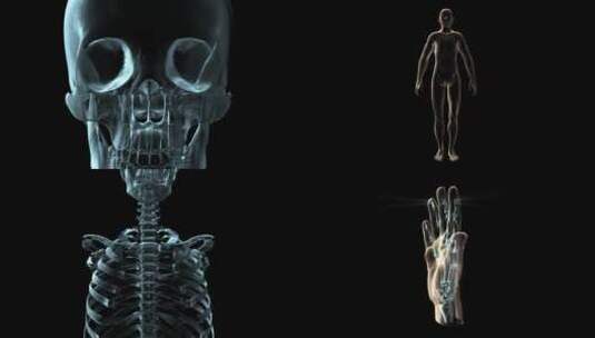 全息透视人体器官带通道高清在线视频素材下载