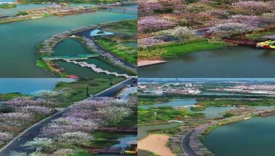 竖屏广州海珠国家湿地公园高清在线视频素材下载