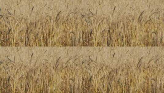 风吹动麦田里的麦子高清在线视频素材下载