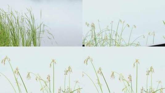 初夏雨天湖边菖蒲唯美空镜合集高清在线视频素材下载