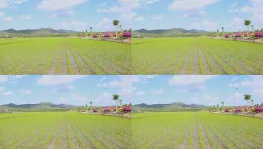 农民在稻田里收割稻谷收割农田现代农业丰收高清在线视频素材下载