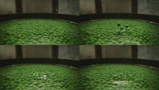 几颗豌豆落入豌豆池中的慢镜头特写高清在线视频素材下载
