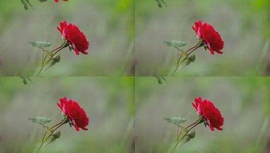 一朵盛开的红玫瑰高清在线视频素材下载
