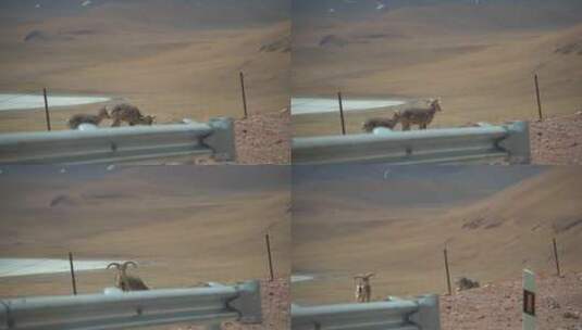 西藏阿里野生动物藏羚羊高清在线视频素材下载