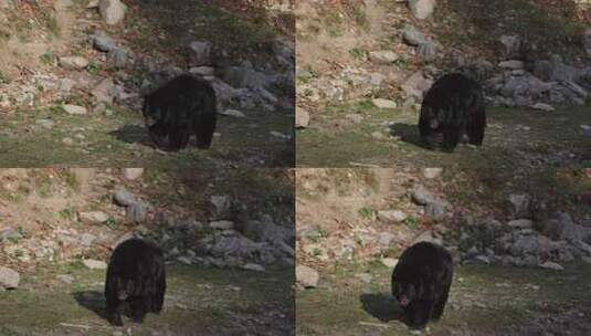 大黑熊在阳光下漫步高清在线视频素材下载