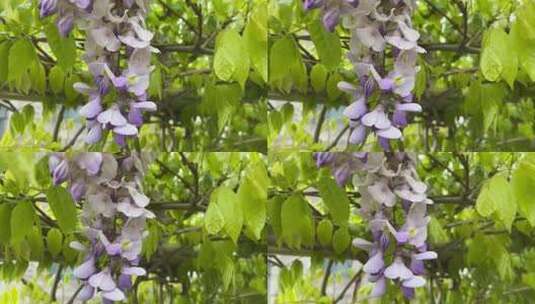 春天盛开的紫藤花花朵高清在线视频素材下载