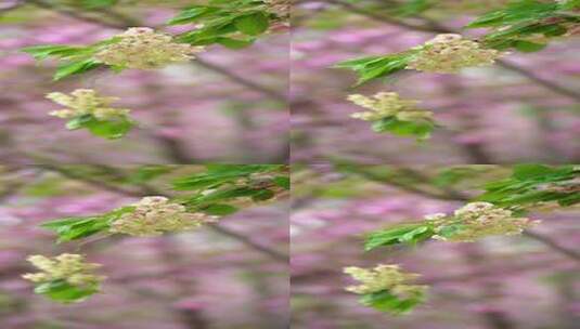 4K植物素材——绿色樱花郁金樱高清在线视频素材下载