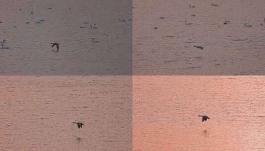 一只大雁水面上方飞翔慢镜头高清在线视频素材下载
