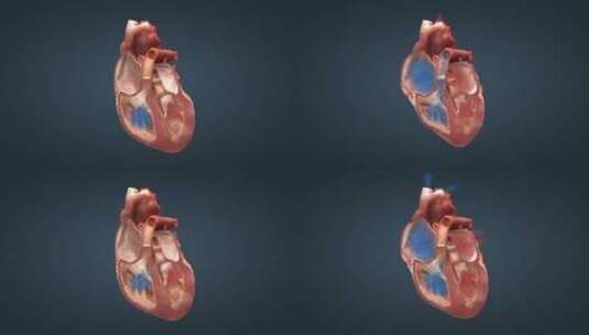 心脏 心血管系统 心跳 循环系统三维动画高清在线视频素材下载
