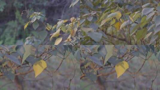 广东农村城市秋天树木黄叶高清在线视频素材下载