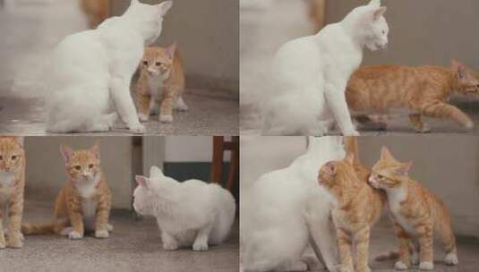 Z猫 白猫 橘猫高清在线视频素材下载