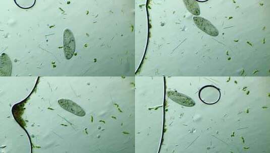 显微镜下放大100倍的微生物草履虫和眼虫高清在线视频素材下载