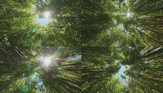 夏日阳光下的竹林高清在线视频素材下载