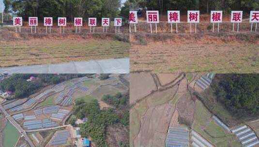 4K湘阴县樟树港辣椒种植基地航拍空镜高清在线视频素材下载