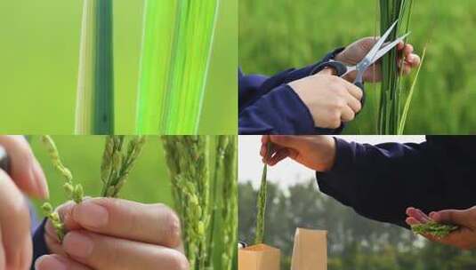 培育杂交水稻的操作流程高清在线视频素材下载