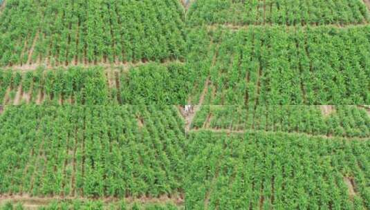 姜地航拍生姜种植农产品姜绿色植物丰收高清在线视频素材下载