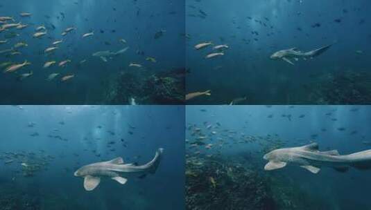 海底自由自在的鱼群高清在线视频素材下载
