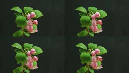 植物生长的过程高清在线视频素材下载