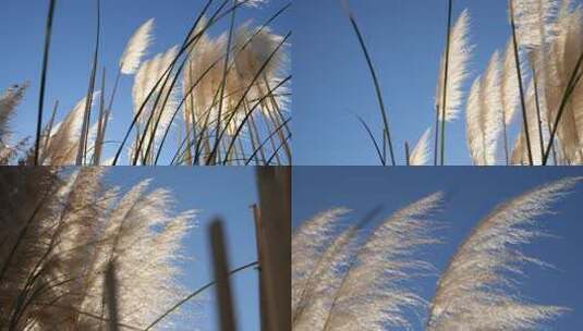 随风飘荡的芦苇、芦苇花高清在线视频素材下载