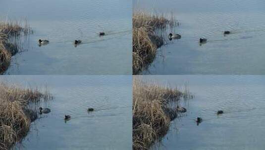 野鸭白天在池塘里游泳。特写高清在线视频素材下载
