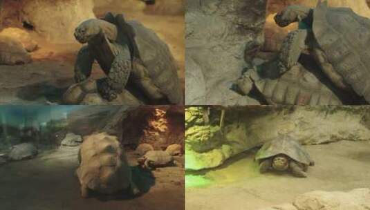 正在繁衍的乌龟高清在线视频素材下载