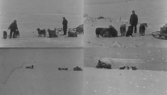 南极探险、雪橇犬高清在线视频素材下载