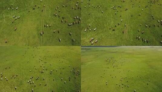 航拍蒙古草原牛群高清在线视频素材下载