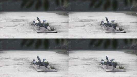江南湿地白鹭成群栖息空镜高清在线视频素材下载