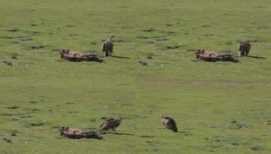 A1高山兀鹫觅食、近景高清在线视频素材下载