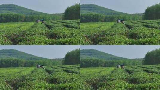 海南春茶花园航拍高清在线视频素材下载