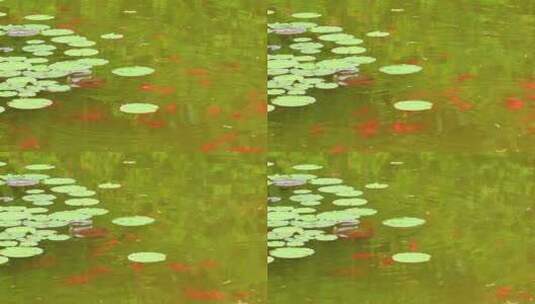 池塘，睡莲，红色小鱼，锦鲤高清在线视频素材下载