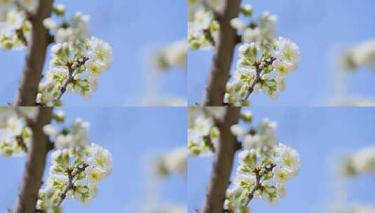 春天阳光下盛开的白色梨花蜜蜂采蜜高清在线视频素材下载