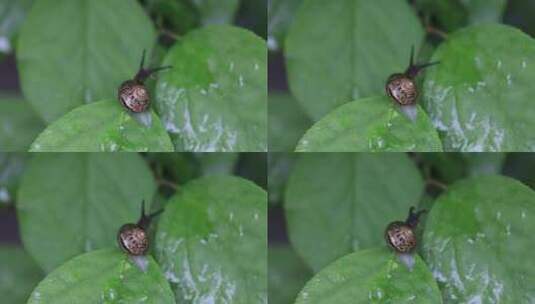 悠闲 蜗牛 缓慢爬行树叶雨水清新微距特写高清在线视频素材下载