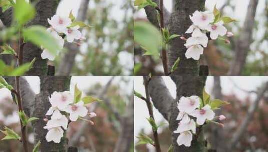 春天雨后的桃花特写高清在线视频素材下载