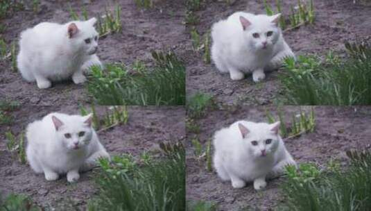 城市公园地上无家可归的白猫慢动作高清在线视频素材下载