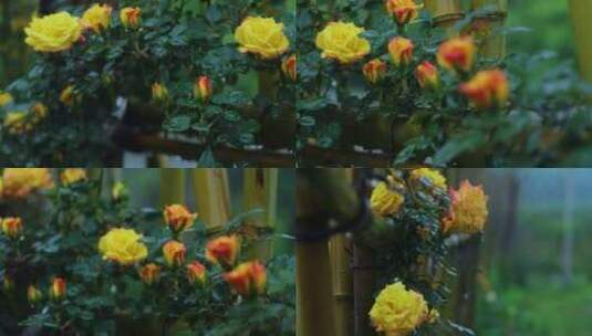 月季 黄玫瑰高清在线视频素材下载