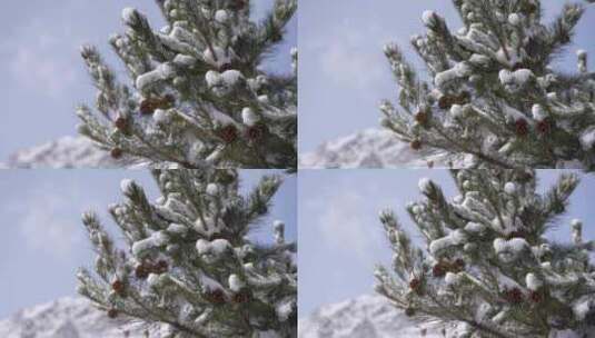 雪后树枝上的积雪高清在线视频素材下载