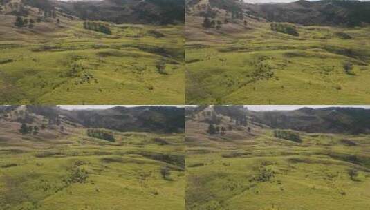 新西兰草原 新西兰牧场高清在线视频素材下载