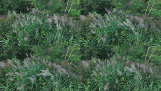 森林里的芦苇草丛风吹草动风吹草丛风吹芦苇高清在线视频素材下载